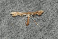 Cnaemidophorus rhododactylus