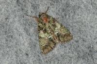 Polyphaenis sericata