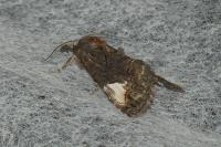 Aedia funesta