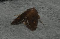 Lacanobia oleracea