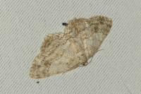 Ectropis crepuscularia