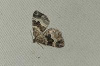 Epirrhoe alternata
