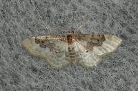 Idaea rusticata