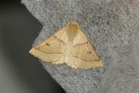Crocallis elinguaria