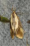 Harpella forficella