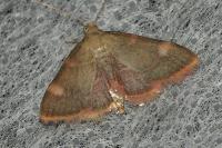 Hypsopygia costalis