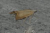 Chrysoteuchia culmella