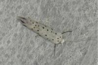 Yponomeuta
