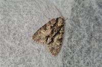 Acronicta strigosa