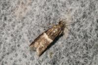 Elegia similella