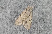 Acronicta psi/tridens