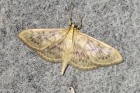 Patania ruralis