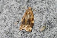 Archips xylosteana
