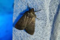 Amphipyra tragopoginis
