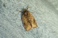 Cosmia pyralina