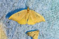 Watsonalla binaria