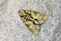 Acronicta strigosa