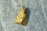 Cosmia trapezina
