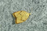 Acleris forsskaleana