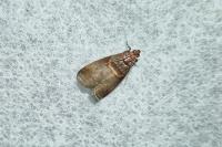 Acrobasis advenella