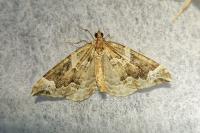 Eulithis prunata
