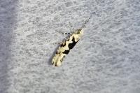 Ypsolopha sequella