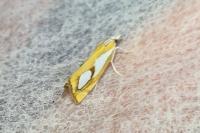 Catoptria pinella