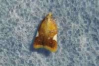 Acleris holmiana