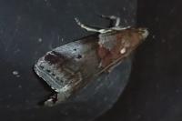 Acrobasis suavella