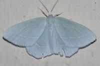 Hemistola chrysoprasaria