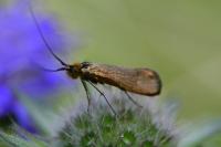 Nemophora metallica
