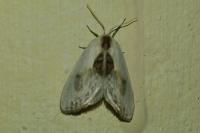 Cilix glaucata