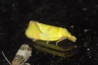 Agapeta hamana