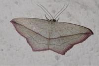 Timandra comae