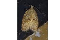 Acleris forsskaleana