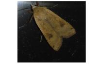 Noctua pronuba