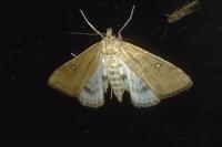 Parapoynx stratiotata