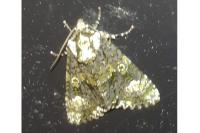 Craniophora ligustri