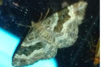 Epirrhoe alternata