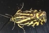 Emmelia trabealis