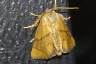 Apoda limacodes