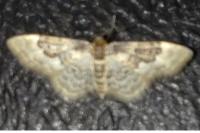 Idaea rusticata