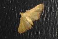 Endotricha flammealis