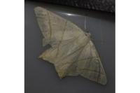 Ourapteryx sambucaria