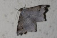 Macaria alternata