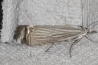 Chrysoteuchia culmella
