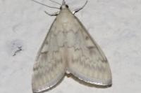 Patania ruralis