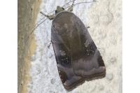 Noctua janthe
