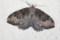 Triphosa dubitata