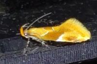 Epicallima formosella